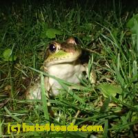 /home//u458753944/public_html/sourcegallery////////////////Frogs/More bullfrogs/P6180699.JPG
